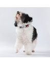 Collier de chien (petit)