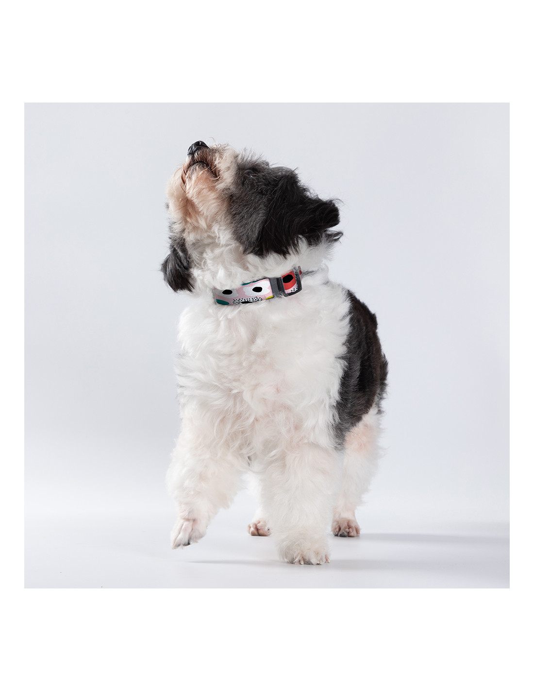 Collier de chien (petit)